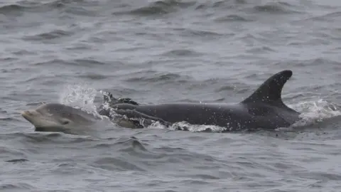 JEREMY RIGBY Dolphin and calf in Peel Bay