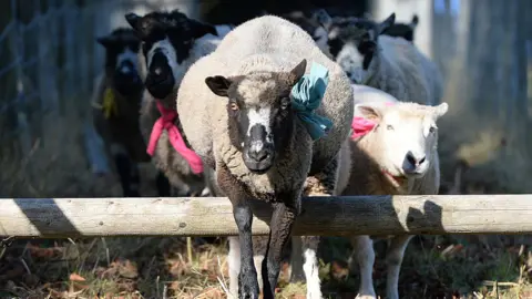 Getty Images Sheep racing at Masham
