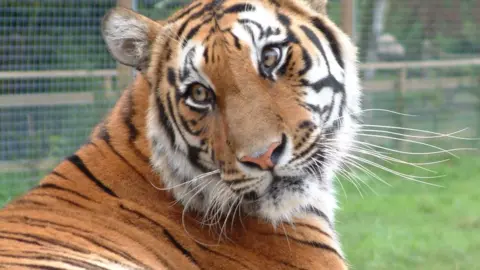 Shepreth Wildlife Park Amba