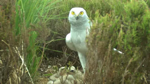 Heads Up for Harriers Male harrier guarding nest