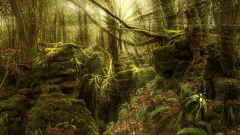 Ben Birchall A view through the trees in a forest. The sunlight is bursting through the leaves from a single focal point and casting light outwards across the picture. The ground is covered in brown leaves, gnarled tree roots, small green ferns and mossy rocks. 