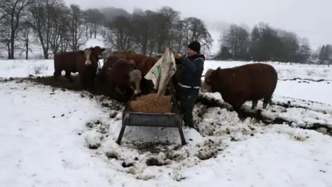 PA Feeding cattle on Craigannet Farm in the Carron Valley