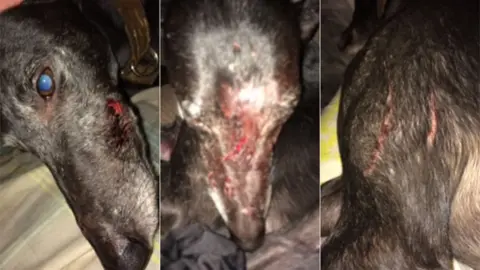 Northumbria Police Injuries to the dog