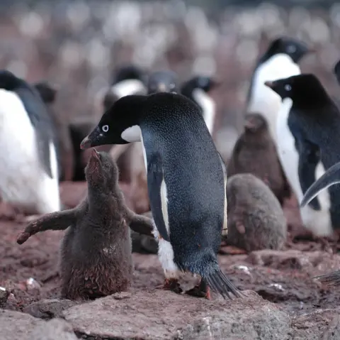 British Antarctic Survey Penguins