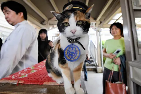 Getty Images Cat in a hat