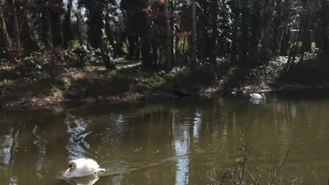 BBC Swans in Victoria Park, Belfast