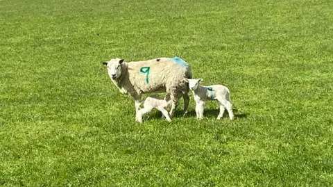 A sheep and some lambs 