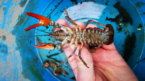 South West Water An American signal crayfish is held on its back displaying its undercarriage and bright red claws.