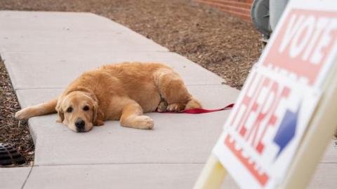 Golden retriever lying outside by a sign that says VOTE HERE with a blue arrow 