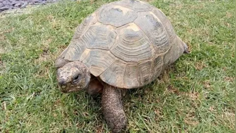 Speedy the tortoise sits on the grass in a garden. She has a brown and beige shell and a scaly head and legs. 