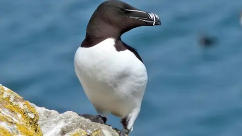 Neil Morris Razorbill