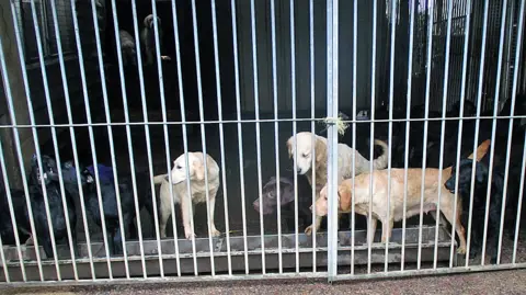 Gloucestershire News Service Dogs in kennels
