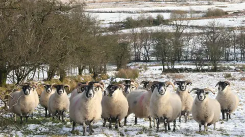 Several rams stand on a snowy field. They have red paint on their coats, and long horns on their head. There is a row of trees to their right, and behind them are rolling hills. 