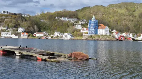 Åge Jakobsen A large walrus at a harbour pontoon, reflected in water, with houses in the background.