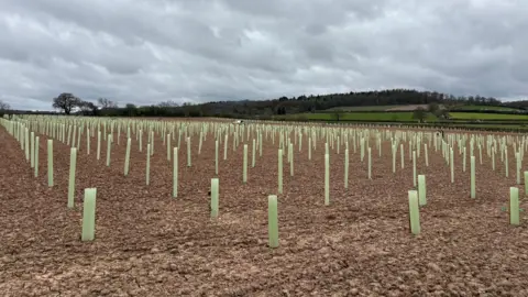 New trees planted in rows in a muddy field