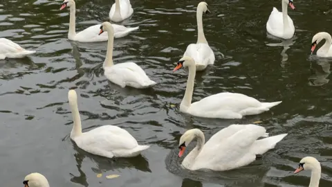 A bevy of swans in water. There are some leaves in the water as well. It is a cloudy day.