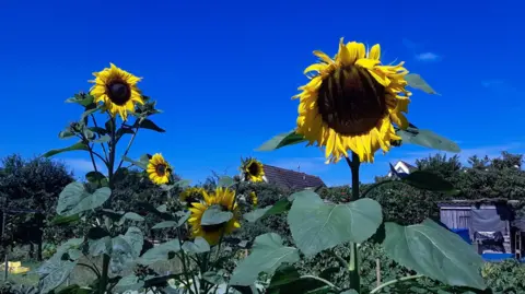 woodywatch15 half a dozen yellow sunflowers on an allotment. The sky is blue and cloudless.