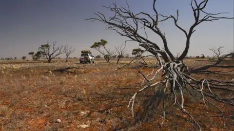 An arid and flat orange-brown landscape, covered in short scrub, with a dead grey tree in the foreground and a jeep in the middle distance, with similar trees dotted around