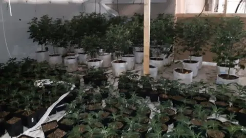 Cambridgeshire Police cannabis factory