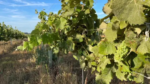 Edd Smith/BBC Vines growing at Brecks Vineyard which was founded by Tim Youngs. There are grapes hanging from the vines which are in rows in the vineyard and are surrounded by large green leaves.