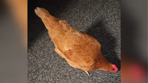 A photo of a chicken, taken from above, wandering around a grey carpeted floor.