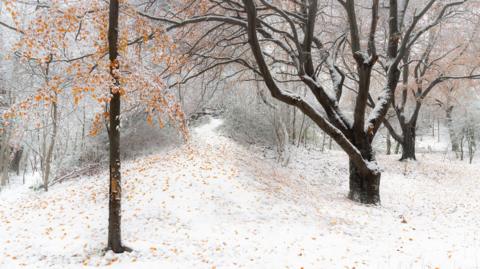 "Snow On Wolstonbury" taken by Matt Goddard, which has won the South Downs National Park's Annual Photo Competition. Image shows orange/gold/brown autumn leaves all over a snowy woodland scene