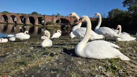 Yen Milne Swans are on the river bank. In the background a large red bricked bridge spans the river.