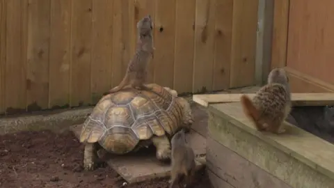 A meerkat stands on the back of a tortoise in a wooden enclosure. Two other meerkats watch on.