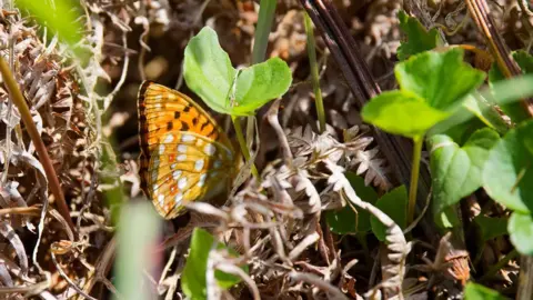 Paul Dunn A high brown fritillary butterfly, orange with black and white spots, sits almost hidden in dry brown ferns and bright green leaves.