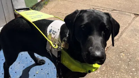 CamSight Amber is a black Labrador and is wearing a yellow harness. Attached to it is a type of lead for Ms Zhang to hold. It reads 'Guide Dog'.