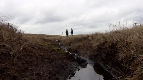 BBC Environmental groups fear Northern Ireland could be left behind when it comes to protecting important animals and habitats after Brexit.