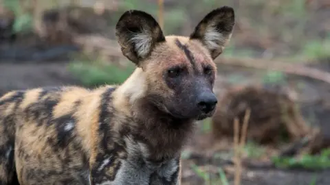 Getty Images Stock image of an African Wild Dog