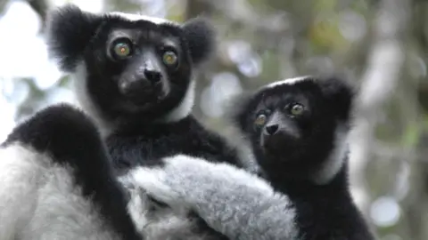 Russ Mittermeier Indri lemur and baby