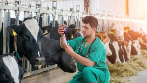 Getty Images Vet administering medicine