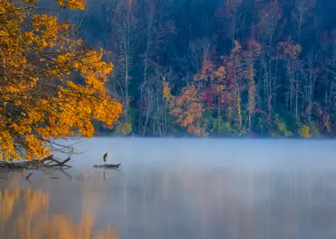 Lilly Zhang / TPOTY.COM A heron stands on the edge of a lake, with autumnal trees in the background. Exton, Pennsylvania, USA