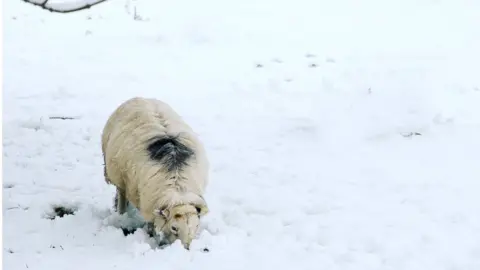 Dafydd Murray Sheep in snow