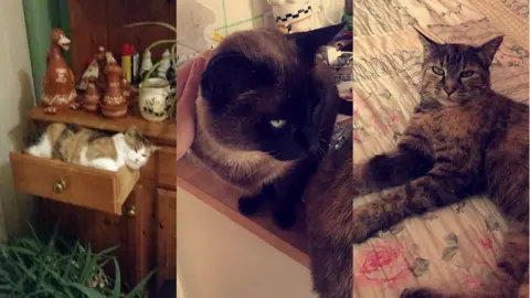 Tracey Beckett Cat composite