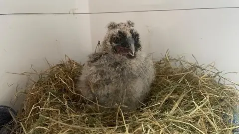 Steve Byrne baby owl