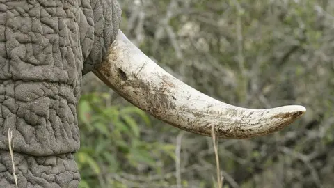 Getty Images A close shot of an elephant's tusk