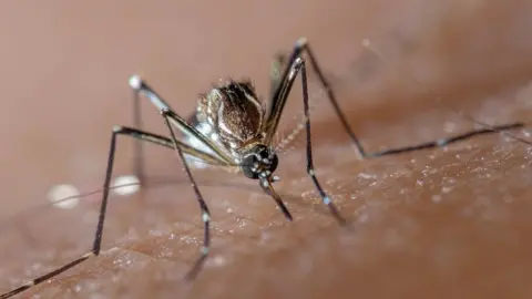 Mosquitoes BBC News