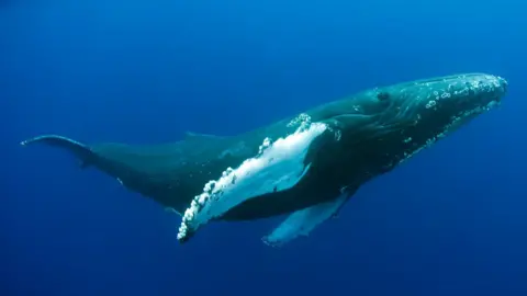 Getty Images Humpback whale