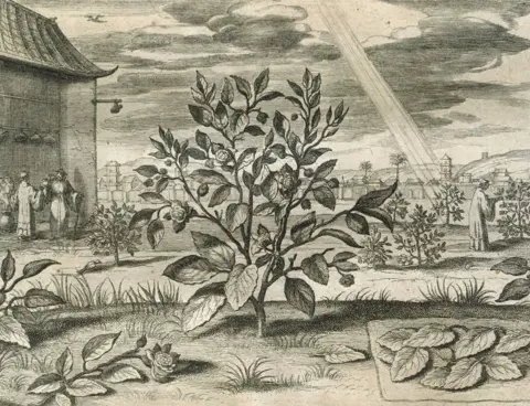 Getty Images An engraving showing the tea plant, Camellia sinensis, in China
