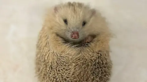 RSPCA A close-up of Alberta, a blonde hedgehog, looking, very cutely, directly into camera, with one paw poking out from her spines