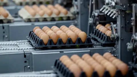 An egg production line with dozens of eggs coming out of machines onto trays