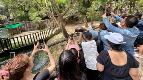 Khao Kheow Open Zoo/X Visitors crowd around Moo Deng, taking pictures of her in her enclosure.