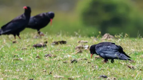 Kent Wildlife Trust A red-billed chough with its chicks. They are standing on grassland.