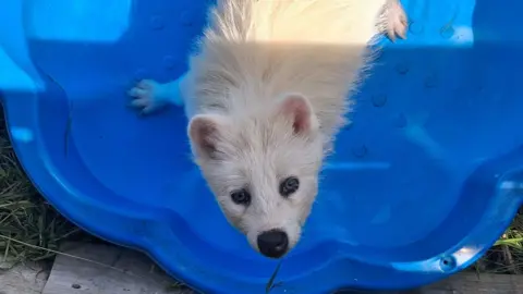 Ark Wildlife Park A white fluffy animal in a blue paddling pool.
