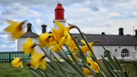 BBC Weather Watchers / MackemIan Bright yellow daffodils are being blown in the wind to a 45 degree angle. The red and white lighthouse building is in the background.