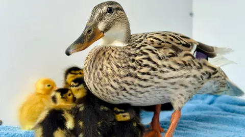 Cleethorpes Wildlife Rescue A duck and a group of yellow and black ducklings sat on a blue blanket inside