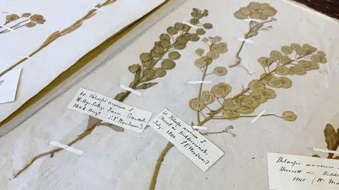 Royal Agricultural University Image of a dried and pressed plant specimen, mounted in a book with hand written labels and information